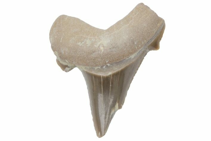 Bargain, Fossil Ginsu Shark (Cretoxyrhina) Tooth - Kansas #219156